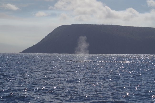 A humpback whale blowing