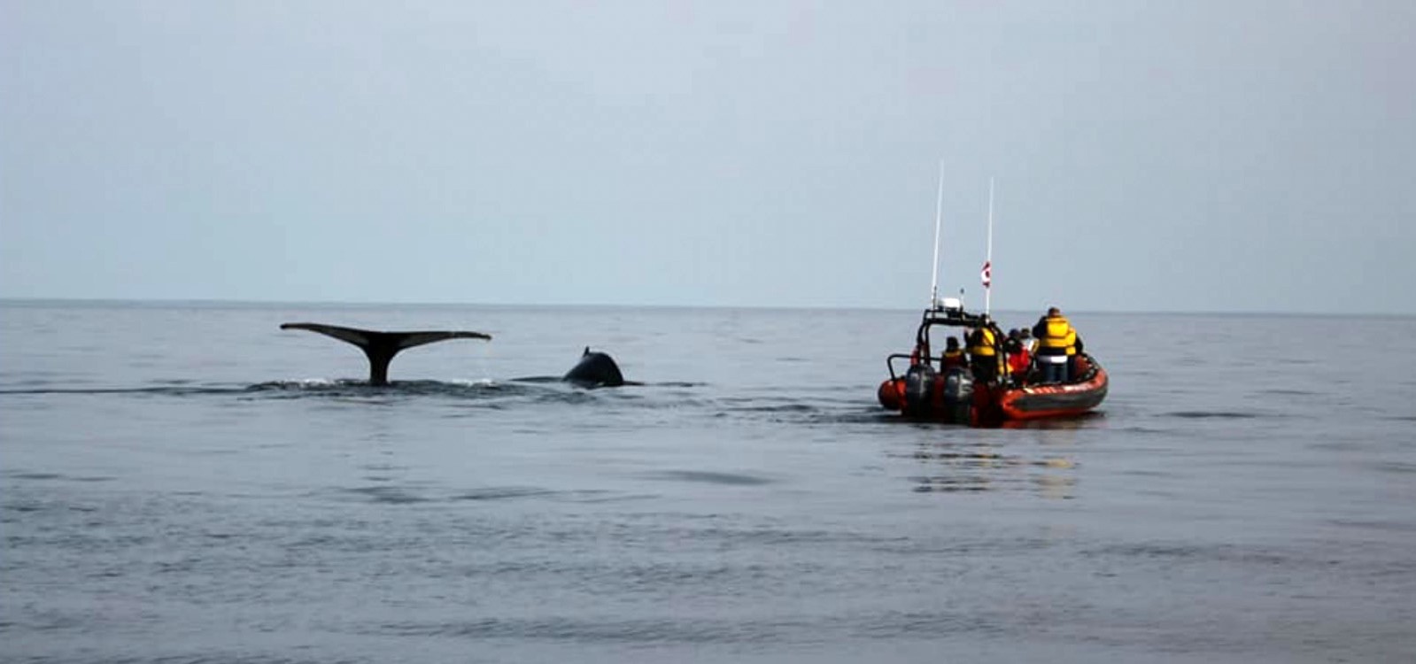 A humpback whale tail beside the Highland Hurricane zodiac